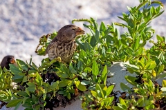 Medium Ground Finch [Geospiza fortis]