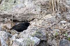 Genovesa Ground Finch [Geospiza acutirostris]