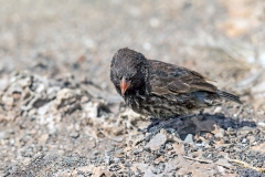 Genovesa Ground Finch [Geospiza acutirostris]