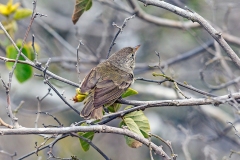 Grey Warbler-Finch [Certhidea fusca mentalis]