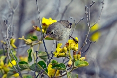 Grey Warbler-Finch [Certhidea fusca mentalis]