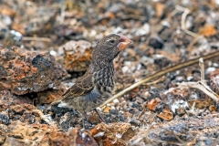 Large Ground Finch [Geospiza magnirostris magnirostris]
