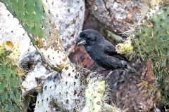 Large Ground Finch [Geospiza magnirostris magnirostris]