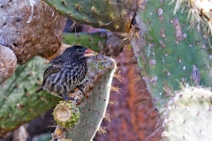Genovesa Cactus Finch [Geospiza propinqua]