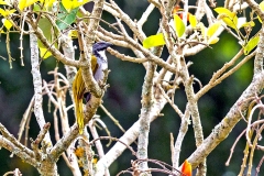 Black-headed Saltator [Saltator atriceps atriceps]