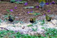 Yellow-faced Grassquit [Tiaris olivaceus pusillus]