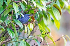 Peg-billed Finch [Acanthidops bairdi]