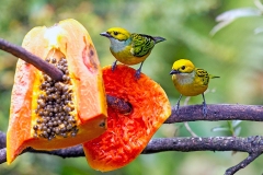 Silver-throated Tanager [Tangara icterocephala frantzii]