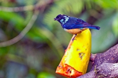 Spangle-cheeked Tanager [Tangara dowii]