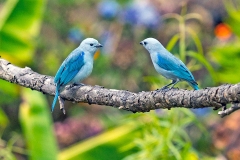 Blue-grey Tanager [Thraupis episcopus cana]