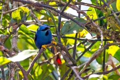 Shining Honeycreeper [Cyanerpes lucidus isthmicus]