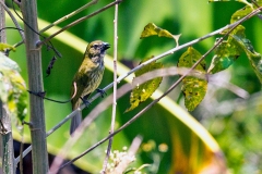 Streaked Saltator [Saltator striatipectus furax]