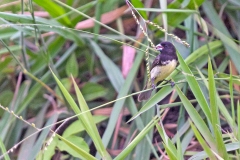 Yellow-bellied Seedeater [Sporophila nigricollis nigricollis]