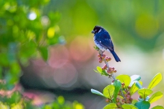 Variable Seedeater [Sporophila corvina hoffmanni]