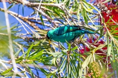 Green Honeycreeper [Chlorophanes spiza argutus]
