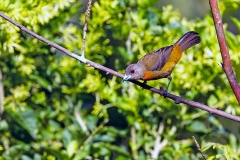 Scarlet-rumped Tanager [Ramphocelus passerinii costaricensis]