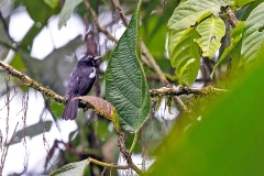 White-shouldered Tanager [Loriotus luctuosus nitidissimus]