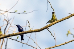 Red-legged Honeycreeper [Cyanerpes cyaneus carneipes]