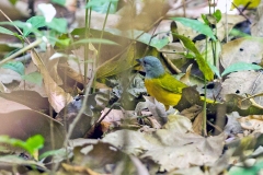 Grey-headed Tanager [Eucometis penicillata stictothorax]