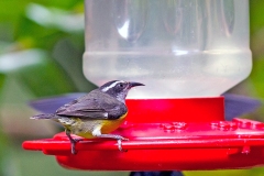 Bananaquit [Coereba flaveola mexicana]