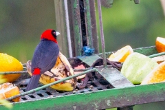 Crimson-collared Tanager [Ramphocelus sanguinolentus apricus]
