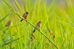 Ruddy-breasted Seedeater [Sporophila minuta parva]