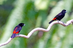 Scarlet-rumped Tanager [Ramphocelus passerinii passerinii]