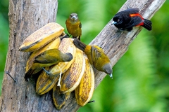 Scarlet-rumped Tanager [Ramphocelus passerinii passerinii]
