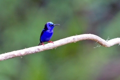 Red-legged Honeycreeper [Cyanerpes cyaneus carneipes]