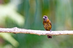 Scarlet-rumped Tanager [Ramphocelus passerinii passerinii]