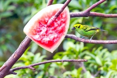 Emerald Tanager [Tangara florida]