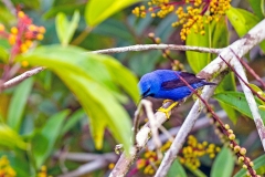 Shining Honeycreeper [Cyanerpes lucidus isthmicus]