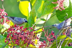 Palm Tanager [Thraupis palmarum atripennis]