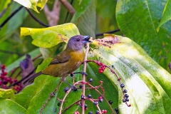 Scarlet-rumped Tanager [Ramphocelus passerinii passerinii]