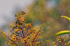 Variable Seedeater [Sporophila corvina corvina]