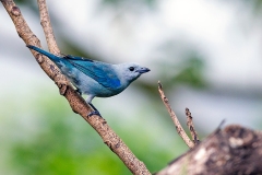 Blue-grey Tanager [Thraupis episcopus cana]