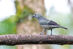 Palm Tanager [Thraupis palmarum atripennis]