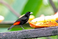 Scarlet-rumped Tanager [Ramphocelus passerinii passerinii]