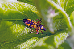 TRUE BUGS