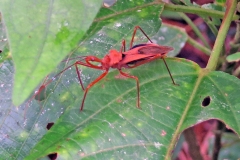 assassin bug [Montina confusa]