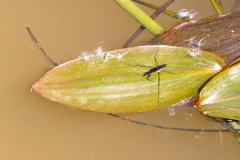 Common Pond Skater [Gerris lacustris]