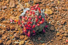 red bug [Dysdercus sp.?]