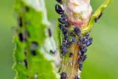 Black Bean Aphid [Aphis fabae]