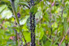 Large Knapweed Aphid [Uroleucon jaceae]