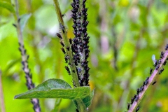 Large Knapweed Aphid [Uroleucon jaceae]