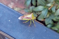 Hawthorn Shield Bug [Acanthosoma haemorrhoidale]