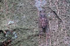 cicada [Purana nebulilinea]