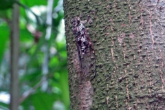 cicada [Purana nebulilinea]