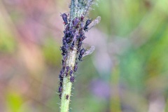 Large Chicory Aphid [Uroleucon cichorii]