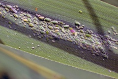 Reed Aphid [Hyalopteris pruni]